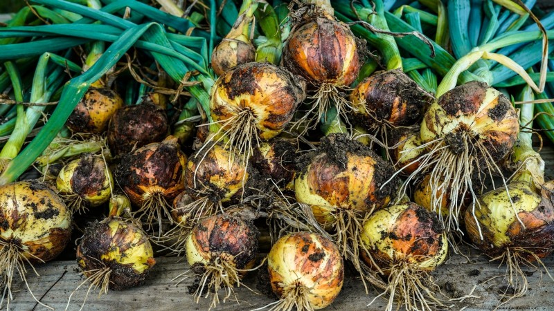 Grow Your Own: 13 Best Root Vegetables for a Bountiful Harvest