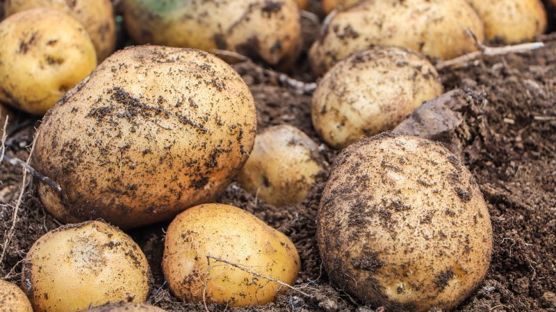Grow Your Own: 13 Best Root Vegetables for a Bountiful Harvest