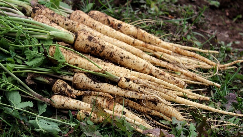 Grow Your Own: 13 Best Root Vegetables for a Bountiful Harvest