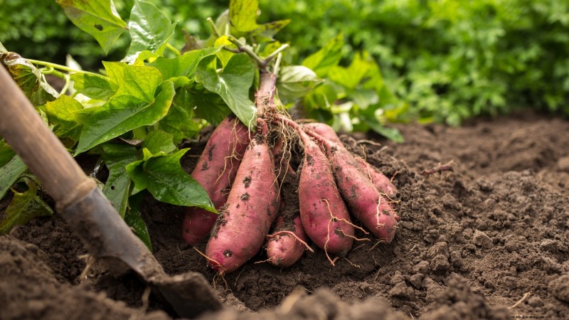 Grow Your Own: 13 Best Root Vegetables for a Bountiful Harvest