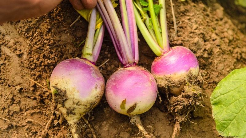 Grow Your Own: 13 Best Root Vegetables for a Bountiful Harvest