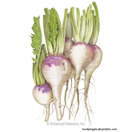 Growing & Harvesting Turnip Greens: A Complete Guide