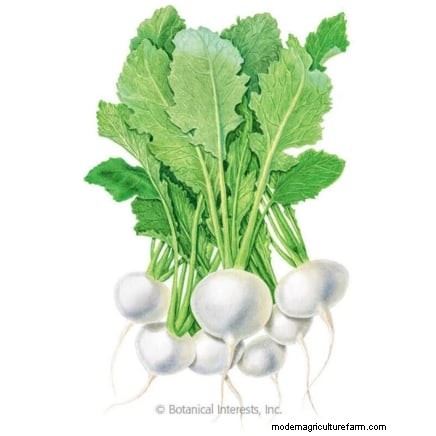 Growing & Harvesting Turnip Greens: A Complete Guide