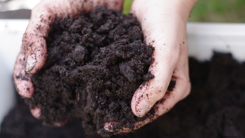 Growing & Harvesting Turnip Greens: A Complete Guide