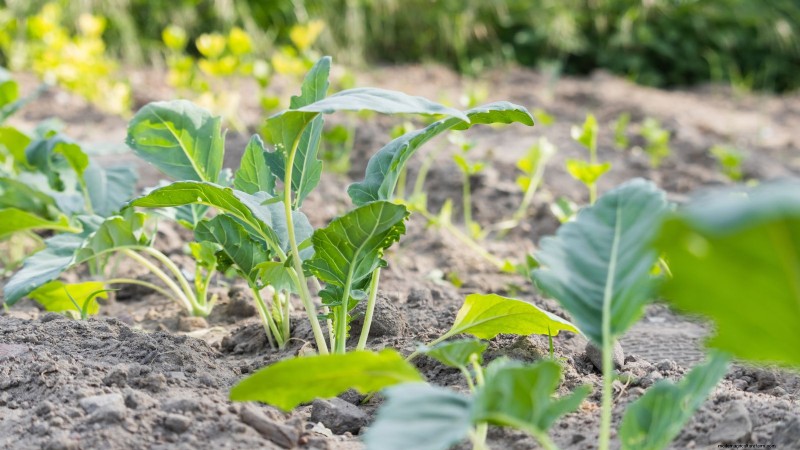 Growing & Harvesting Turnip Greens: A Complete Guide