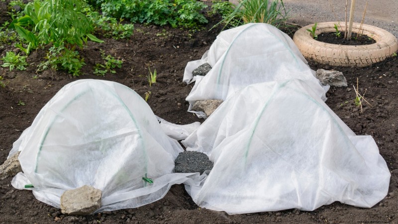Growing & Harvesting Turnip Greens: A Complete Guide