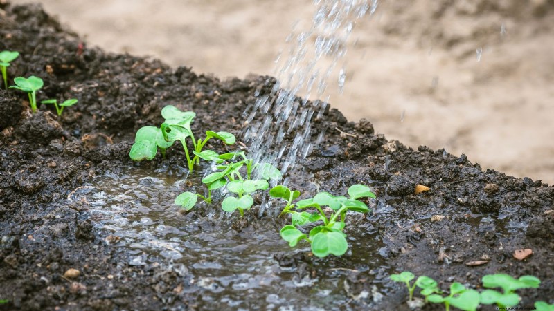 Growing & Harvesting Turnip Greens: A Complete Guide