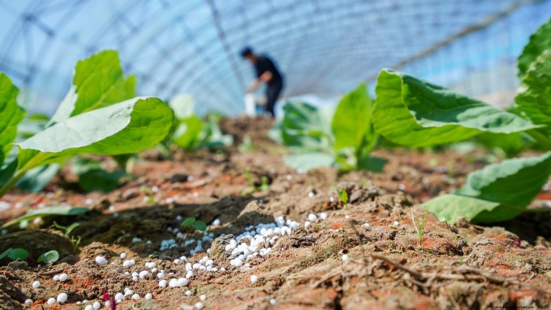 Growing & Harvesting Turnip Greens: A Complete Guide