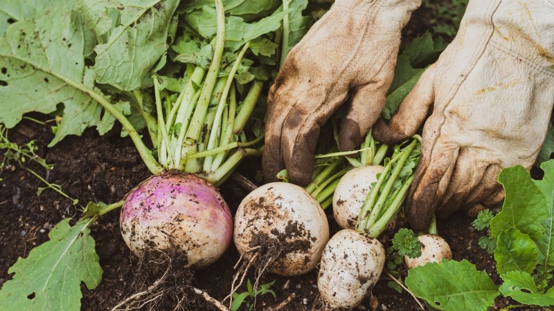Growing & Harvesting Turnip Greens: A Complete Guide