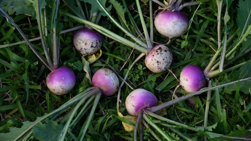 Turnip Harvesting: Timing, Techniques & Culinary Uses