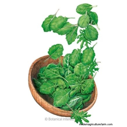 Turnip Harvesting: Timing, Techniques & Culinary Uses