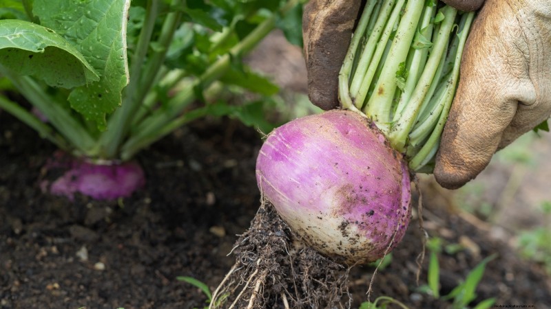 Turnip Harvesting: Timing, Techniques & Culinary Uses