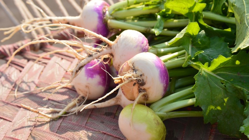 Turnip Harvesting: Timing, Techniques & Culinary Uses