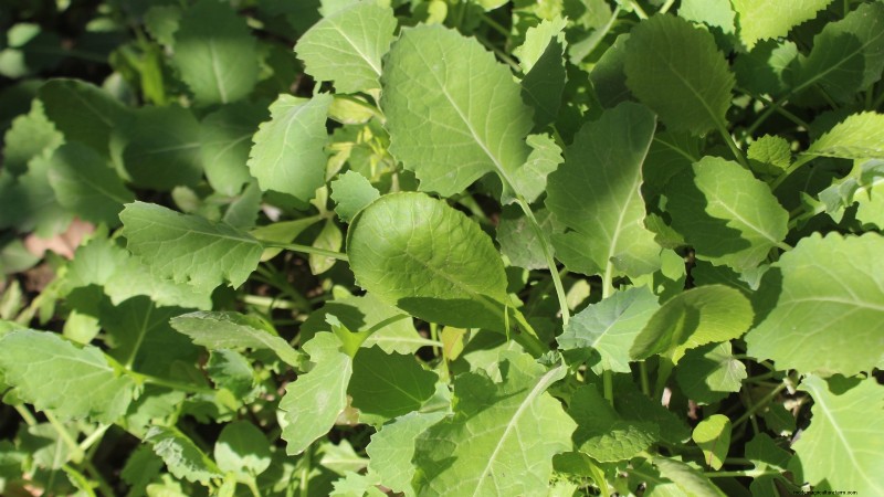Turnip Harvesting: Timing, Techniques & Culinary Uses