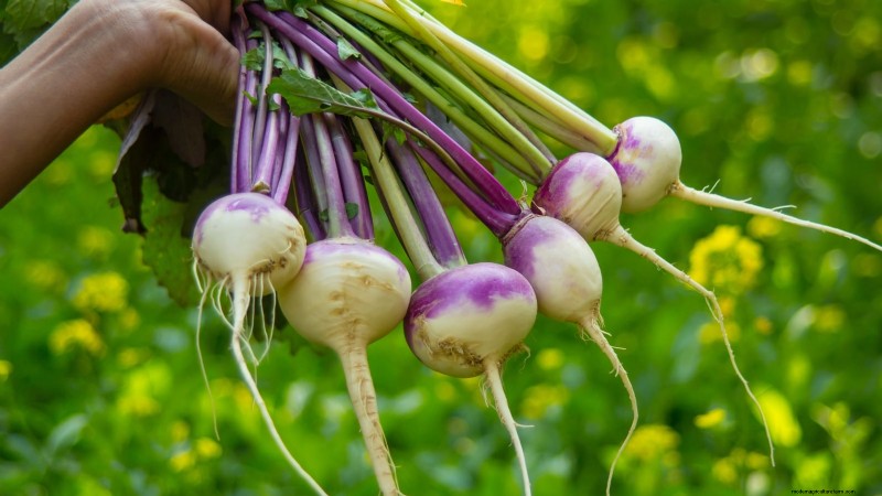 Turnip Harvesting: Timing, Techniques & Culinary Uses