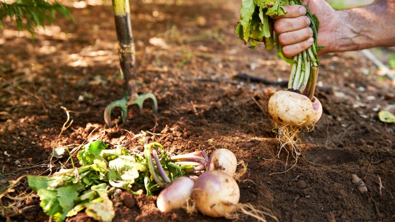 Turnip Harvesting: Timing, Techniques & Culinary Uses