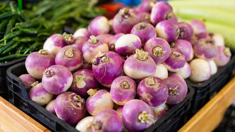Turnip Harvesting: Timing, Techniques & Culinary Uses