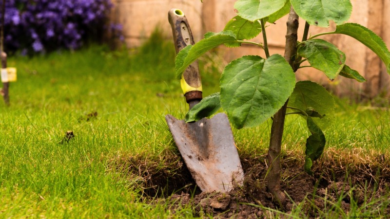 Fall Fruit Tree Care & Planting: A Beginner s Guide