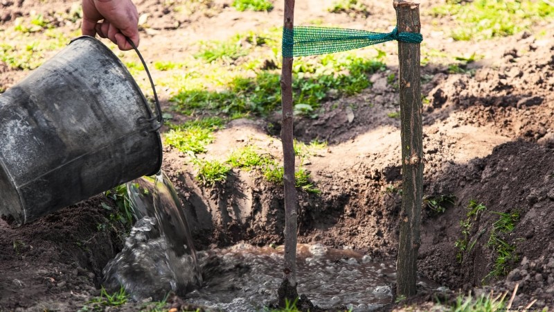 Fall Fruit Tree Care & Planting: A Beginner s Guide