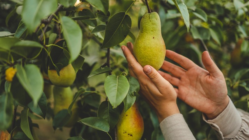 Fall Fruit Tree Care & Planting: A Beginner s Guide