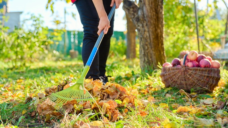 Fall Fruit Tree Care & Planting: A Beginner s Guide