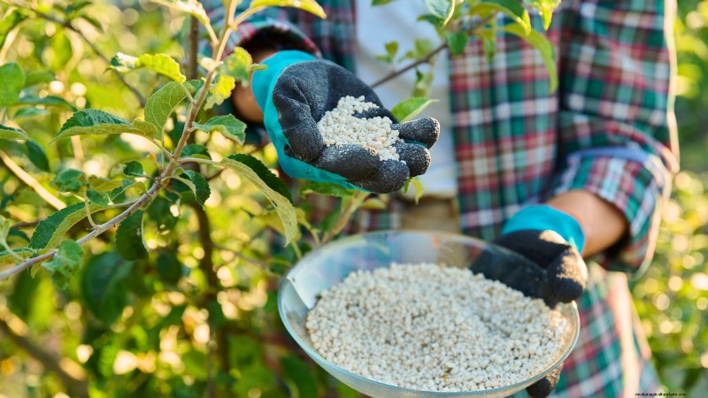 Fall Fruit Tree Care & Planting: A Beginner s Guide