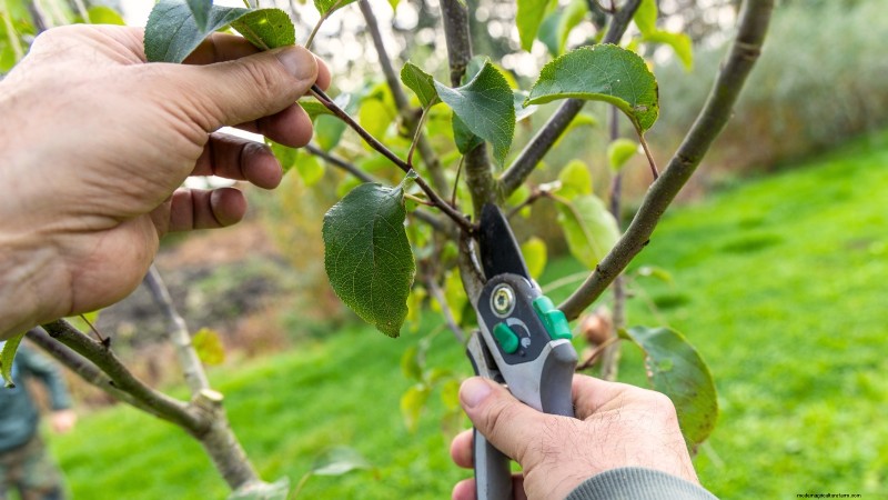 Fall Fruit Tree Care & Planting: A Beginner s Guide