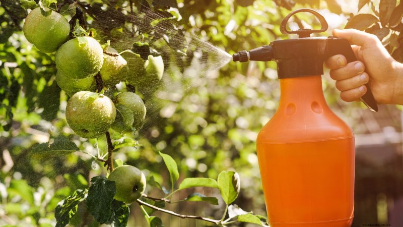Fall Fruit Tree Care & Planting: A Beginner s Guide