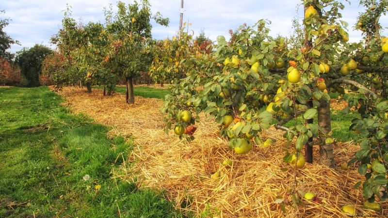 Fall Fruit Tree Care & Planting: A Beginner s Guide