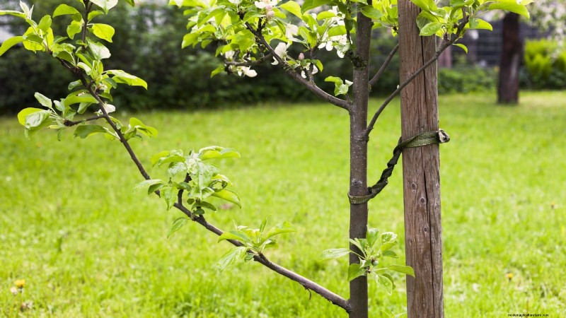 Fall Fruit Tree Care & Planting: A Beginner s Guide