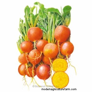 Best Fall Beets to Grow: 11 Varieties for a Harvest