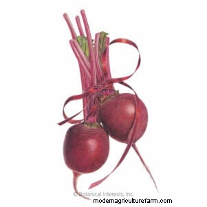 Best Fall Beets to Grow: 11 Varieties for a Harvest