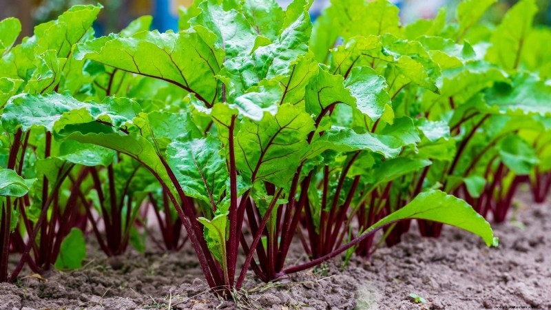 Best Fall Beets to Grow: 11 Varieties for a Harvest