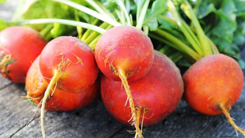 Best Fall Beets to Grow: 11 Varieties for a Harvest