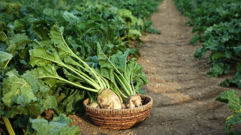 Best Fall Beets to Grow: 11 Varieties for a Harvest
