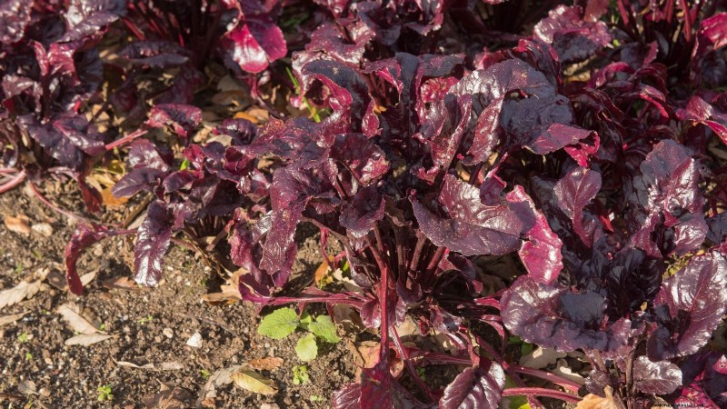 Best Fall Beets to Grow: 11 Varieties for a Harvest