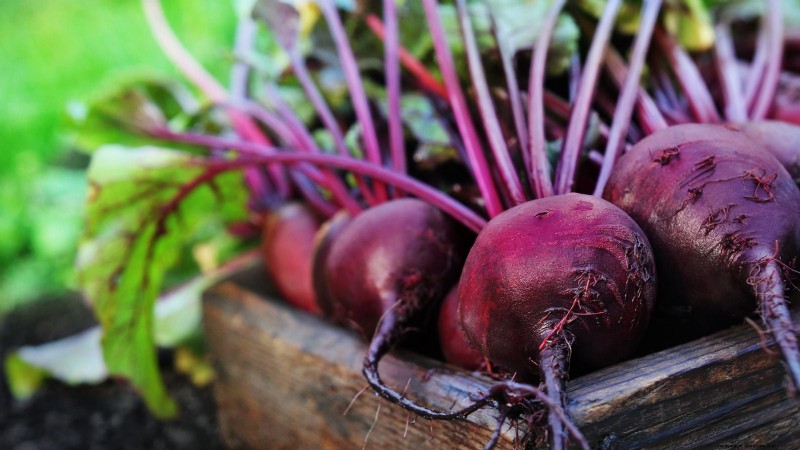 Best Fall Beets to Grow: 11 Varieties for a Harvest