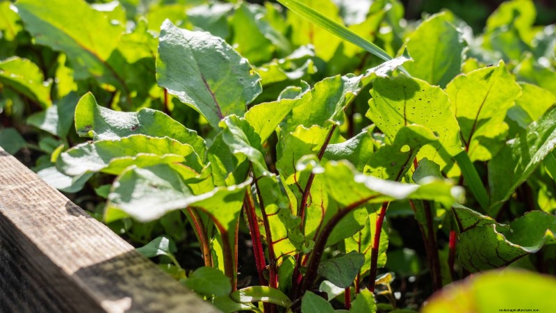 Best Fall Beets to Grow: 11 Varieties for a Harvest