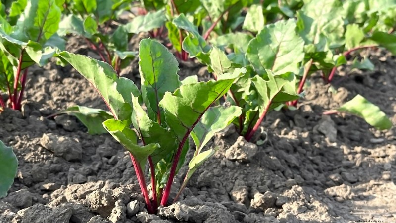 Best Fall Beets to Grow: 11 Varieties for a Harvest