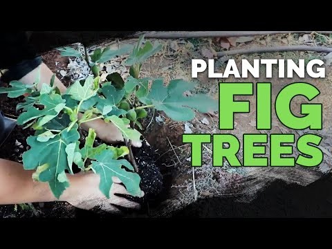 Fig Tree Pruning Guide: Maximize Your Harvest & Fruit Production