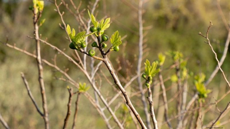 Fig Tree Pruning Guide: Maximize Your Harvest & Fruit Production