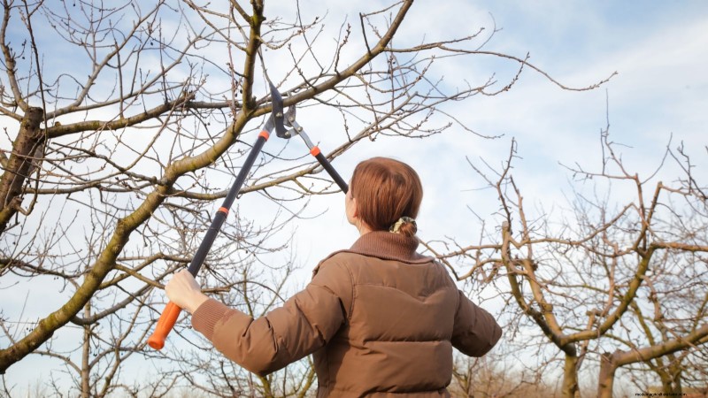 Fig Tree Pruning Guide: Maximize Your Harvest & Fruit Production