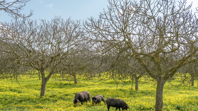 Fig Tree Pruning Guide: Maximize Your Harvest & Fruit Production