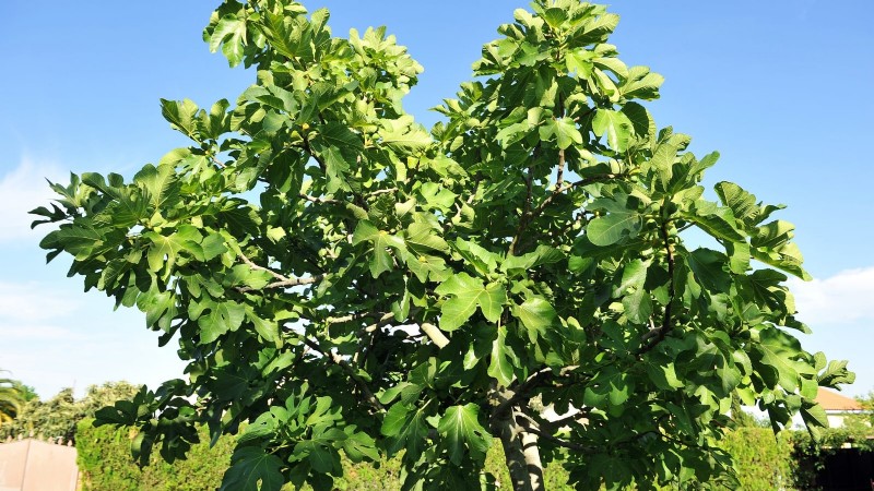Fig Tree Pruning Guide: Maximize Your Harvest & Fruit Production