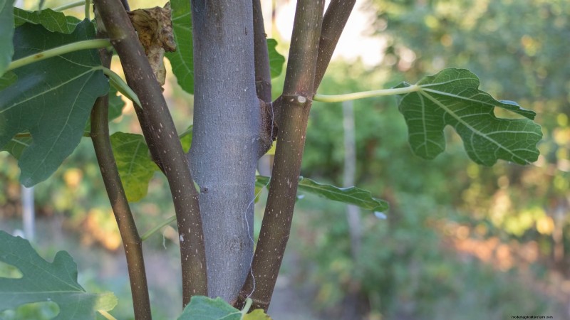 Fig Tree Pruning Guide: Maximize Your Harvest & Fruit Production