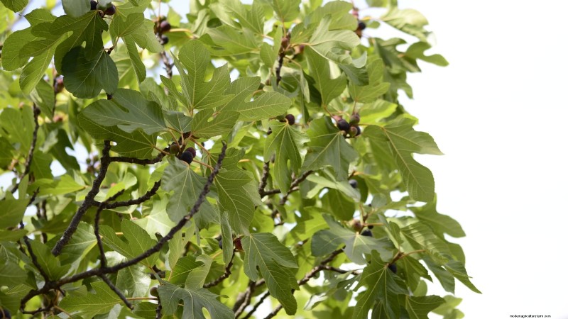 Fig Tree Pruning Guide: Maximize Your Harvest & Fruit Production