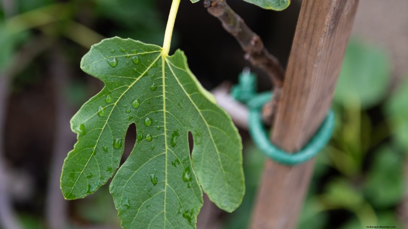 Fig Tree Pruning Guide: Maximize Your Harvest & Fruit Production