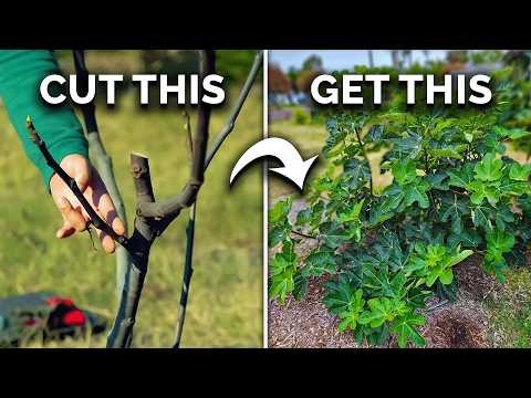 Fig Tree Pruning Guide: Maximize Your Harvest & Fruit Production
