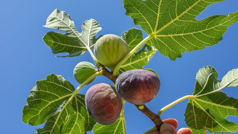 Fig Tree Pruning Guide: Maximize Your Harvest & Fruit Production