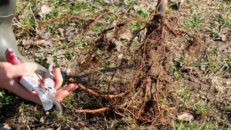 Fig Tree Pruning Guide: Maximize Your Harvest & Fruit Production
